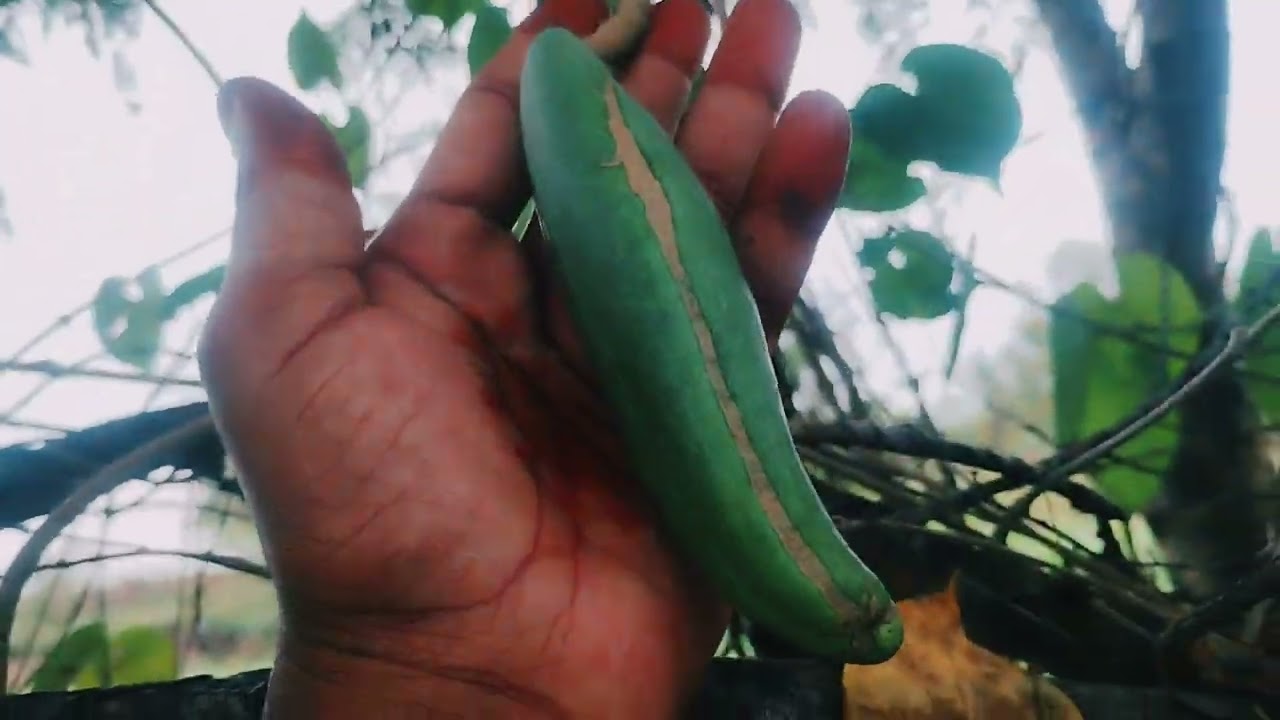 Kodi sampangi flower seedpods | Rare fragrant flowers - kodi sampangi | Plants available for sale 😱