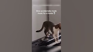 Cat Accidentally makes Movie music