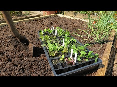 a-complete-guide-to-a-raised-bed-vegetable-garden:--building,-filling,-fertilizing-&-planting-greens