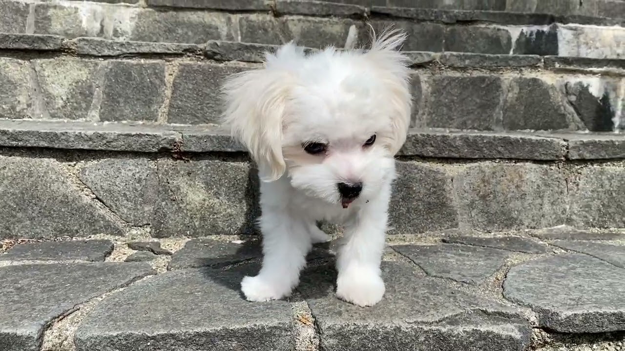 マルチーズ販売ページ マイケル 子犬販売のペットショップ