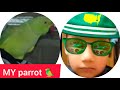 MY parrot's 🦜Raju Rani mitho Mithi🦜🦜ye Mosam ye mast nazaray🫧 Pakistani Life vlog🇵🇰Happy Khan Family