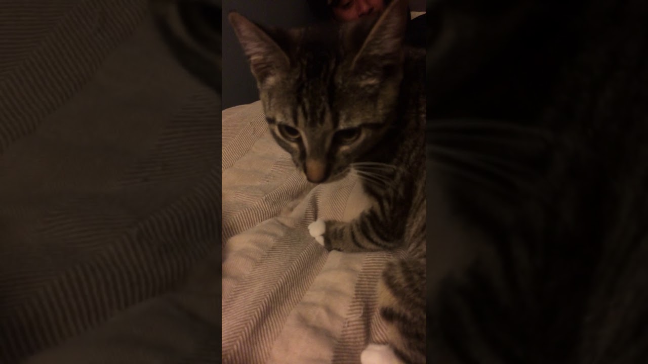 Cuteness YouTube