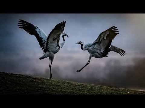 Guarda Moi, toi et la danse by Tom Kristiaan | Piano and Nature su YouTube Guarda Moi, toi et la danse by Tom Kristiaan | Piano and Nature su YouTube