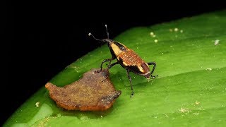 Weevil from Ecuador @AndreasKay