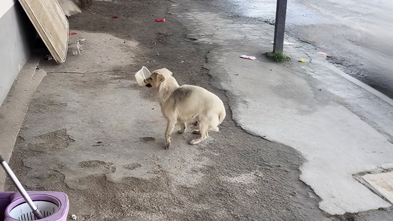 Она скорее будет голодать сама, чем оставит голодными своих щенков. Сердце разрывалось.