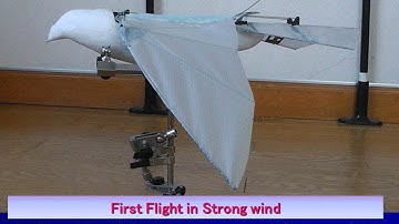 Pigeon42iV-2 Swept Wing: First Flight in Strong Wind