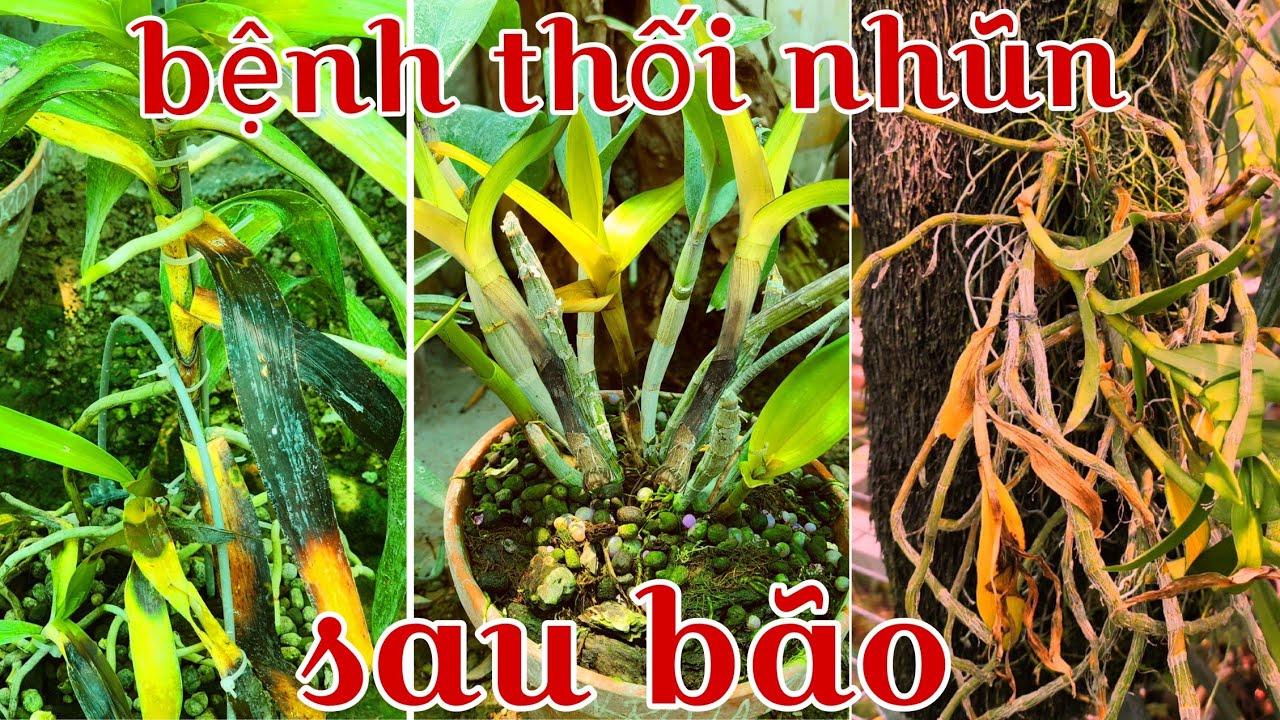 Bệnh thối nhũn bùng phát sau mưa bão và cách phòng bệnh hiệu quả | phong lan rừng pv