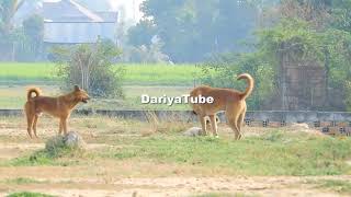 RuralDogs!! Gold Labrador Retriever Meeting Female Dog In Summer - DariyaTube RuralDogs!! Gold Labrador Retriever Meeting Female Dog In Summer - DariyaTube