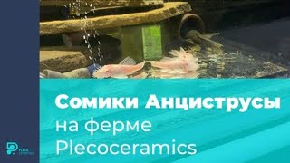 Сомики Анциструсы на ферме Plecoceramics