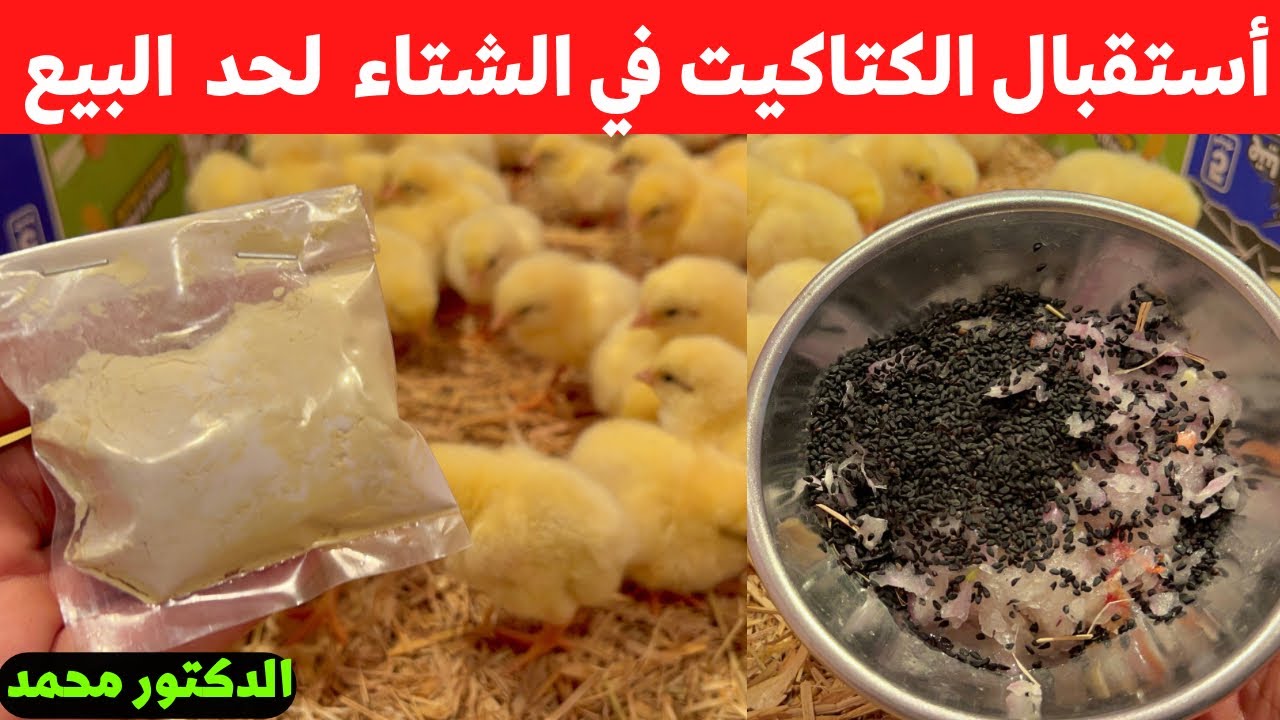 أستقبال وتحصين الكتاكيت عمر يوم في الشتاء وتسمين ورفع اوزان الكتاكيت ومتابعتهم لحد البيع مع الدكتور