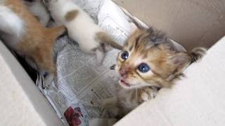 Cute Abandoned Kittens