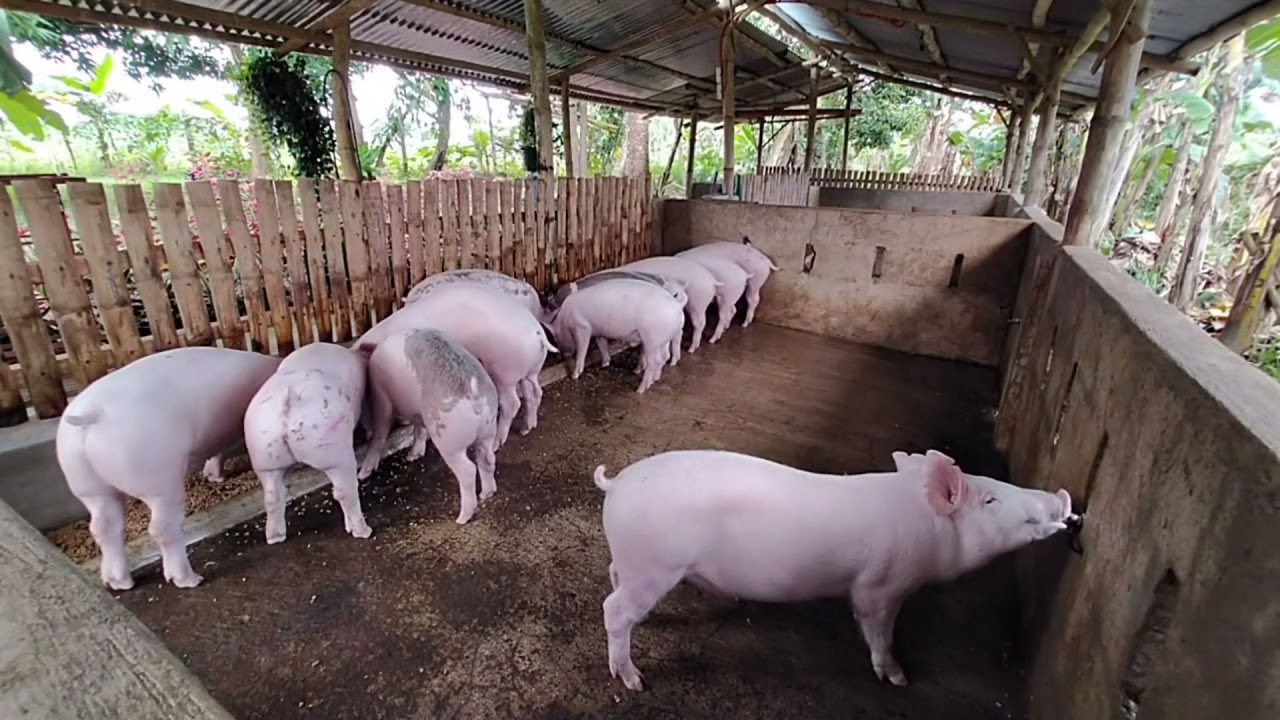 Negros Backyard Hog Raising Morning Routine YouTube