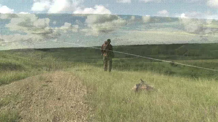 Long range coyote shooting with PreyPursuit