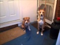Teaching A Dog to Bathroom on Command Teaching A Dog to Bathroom on Command