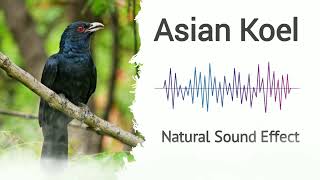 Asian Koel | Natural Sound Effects screenshot 4
