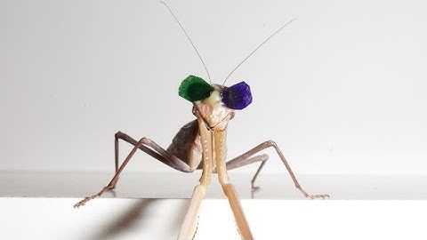 3D insect cinema confirms 3D vision in praying mantises