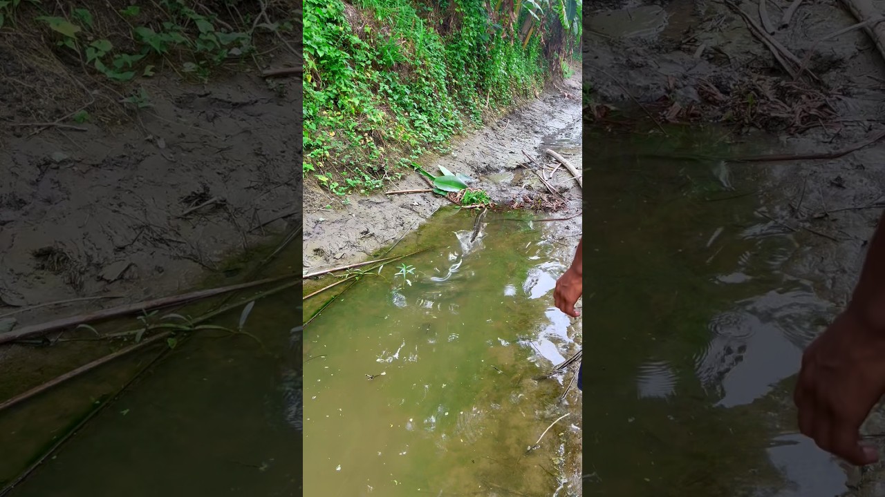 এইটুকু জল থেকে পেয়েগেলাম কতবড়ো শোল মাছ🐟😲(1375) mach dhora video #machdhora