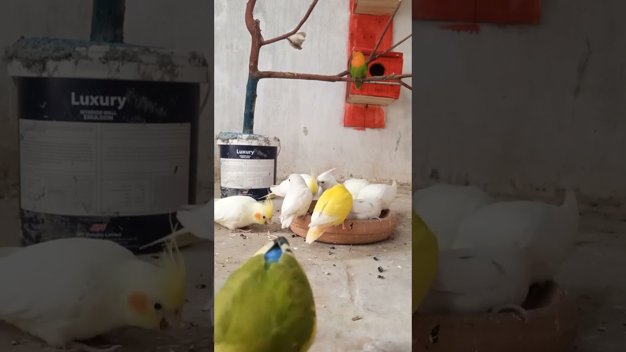 Love birds Breeding season 2024 Soft 