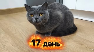 видео: Кошка первый раз пришла сама на кровать.  картинка: Кошка первый раз пришла сама на кровать.