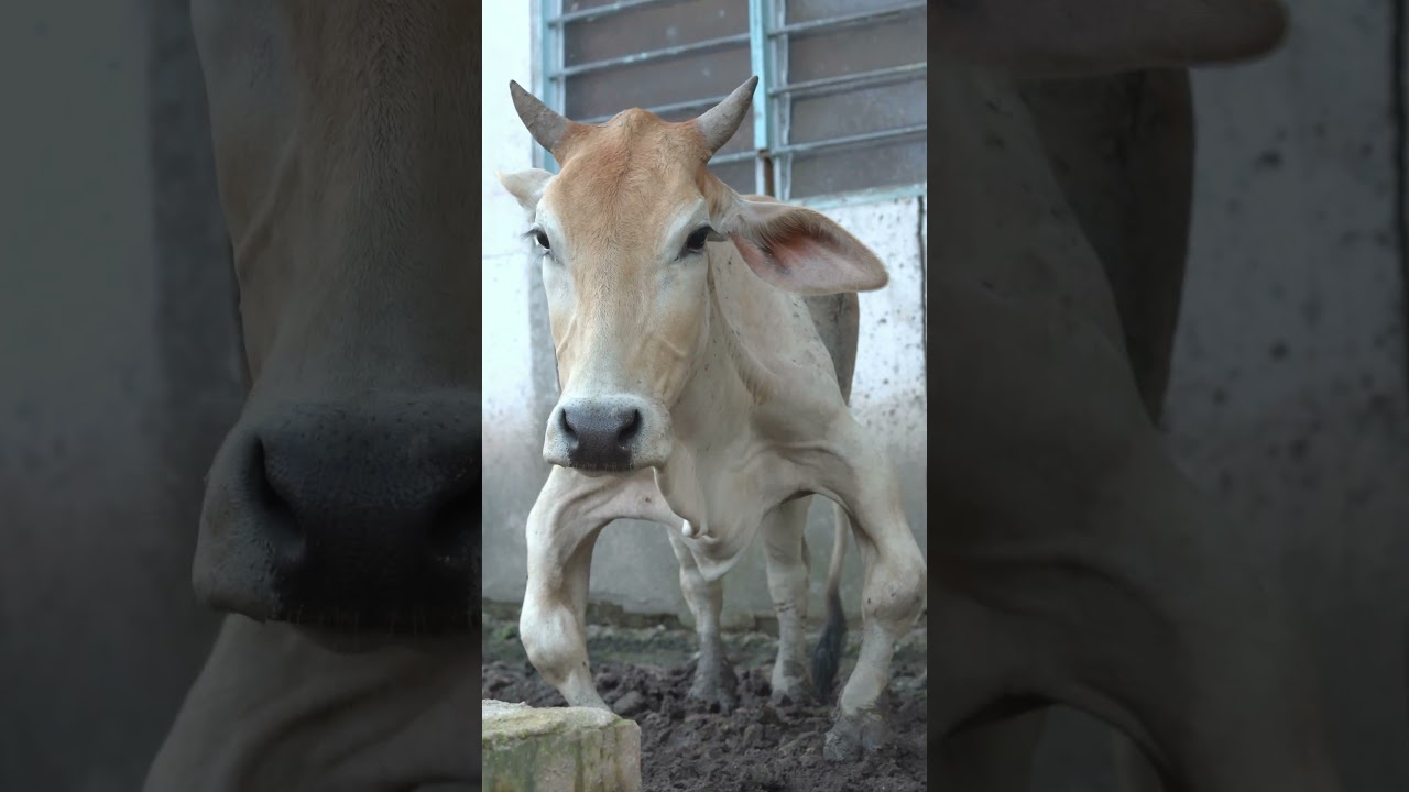 lembu kerdil yang comel..