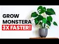 Grow your monstera 3x faster