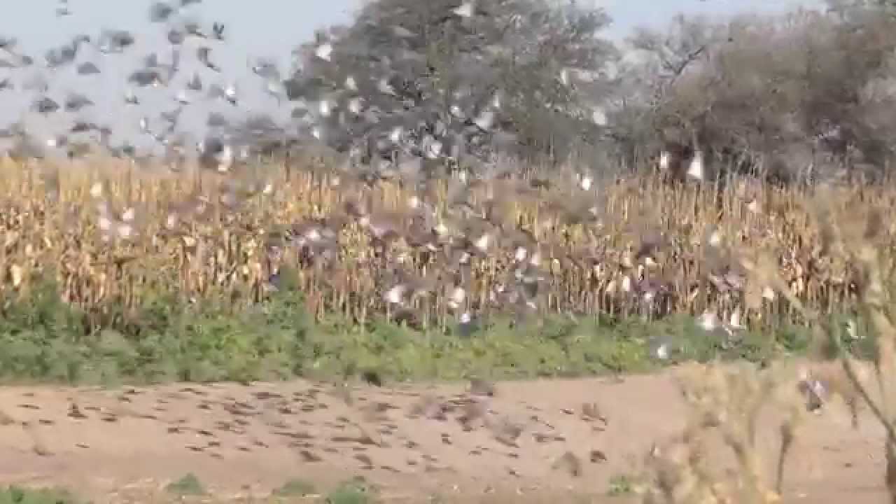 Argentina Dove Hunting With Jj Caceria