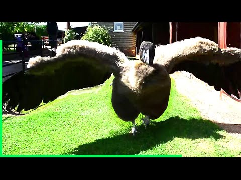 Man Raises Condor Later, This Bird Returns And Show Its True Strength..