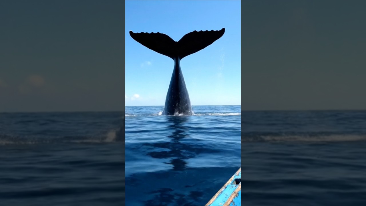 Whale Powerfully Hits the Ocean Surface