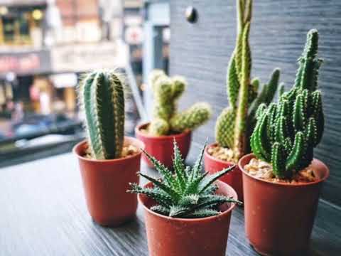 الصبار فوائد الصبار في المنزل الصبار فوائد الصبار في المنزل 