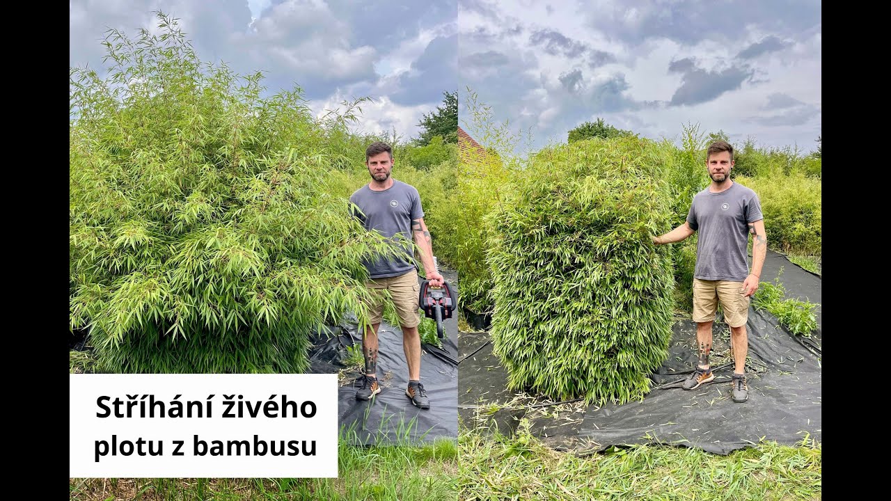 Stříhání živého plotu z bambusu Fargesia Rufa 🎋 | Bambusář.cz