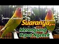 Burung Lovebird Memanggil Di Sertai Ngetik Merangsang Lovebird Lain Agar Cepat Ngekek Mp3 - Mp4 Download