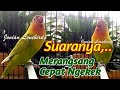 Burung lovebird Memanggil di sertai ngetik, Merangsang Lovebird Lain Agar CEPAT NGEKEK