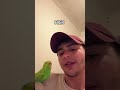 #birb #birds #vogel #parrot #pets #budgies #funny #wellensittich #cockatiel #animals #love
