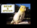 【オカメインコ】【セキセイインコ】公園でピクニックしてきたよ。#オカメインコ #セキセイインコ #ルチノー #さんぽ #ピクニック #ひなたぼっこ #バードスーツ