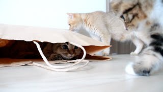 Kitten Kiki hides inside a paper bag, trying to surprise her younger siblings!