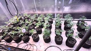 One week from transplant. Quick update 