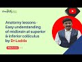 Easy understanding of midbrain at superior & inferior colliculus by Dr Ladda