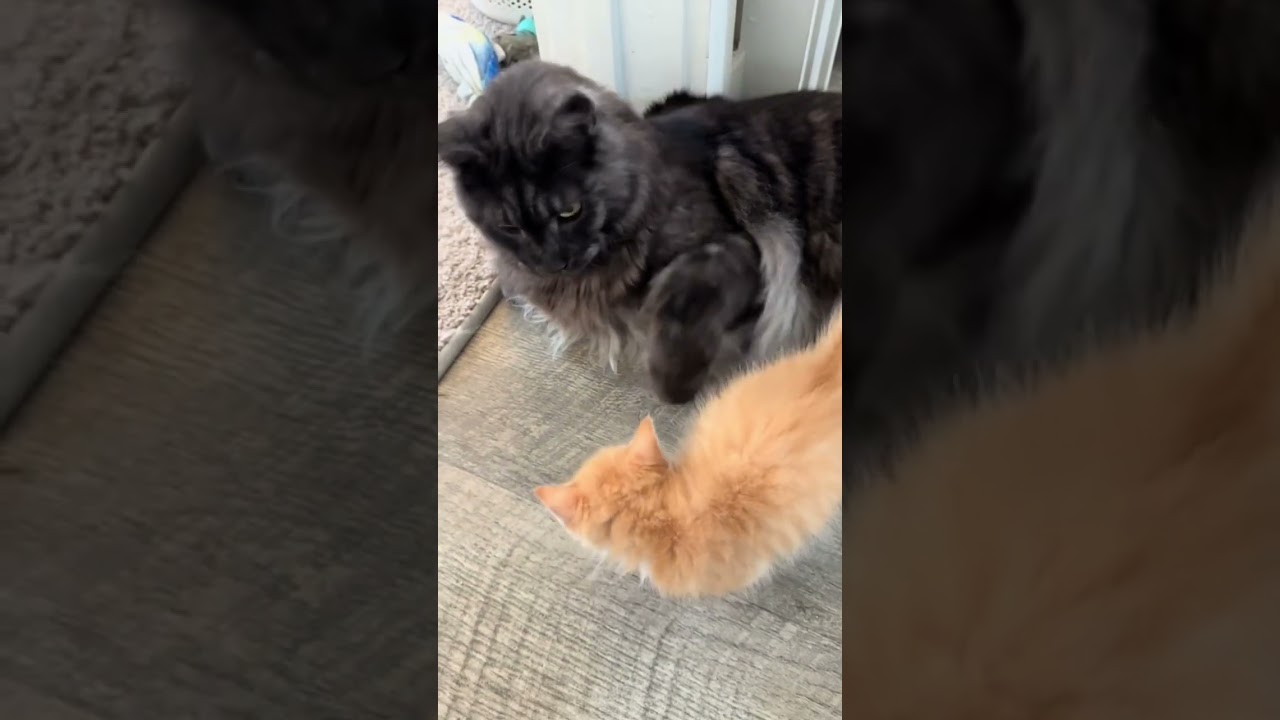 Kittyo was moving like scar and said trust nobody now skidddadle