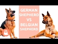 German Shepherd VS Belgian Shepherd の動画、YouTube動画。