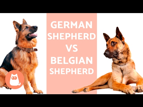 German Shepherd VS Belgian Shepherd