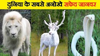 दुनिया के 8 सबसे दुर्लभ सफेद जानवर  / worlds  top  8 rarest white animals