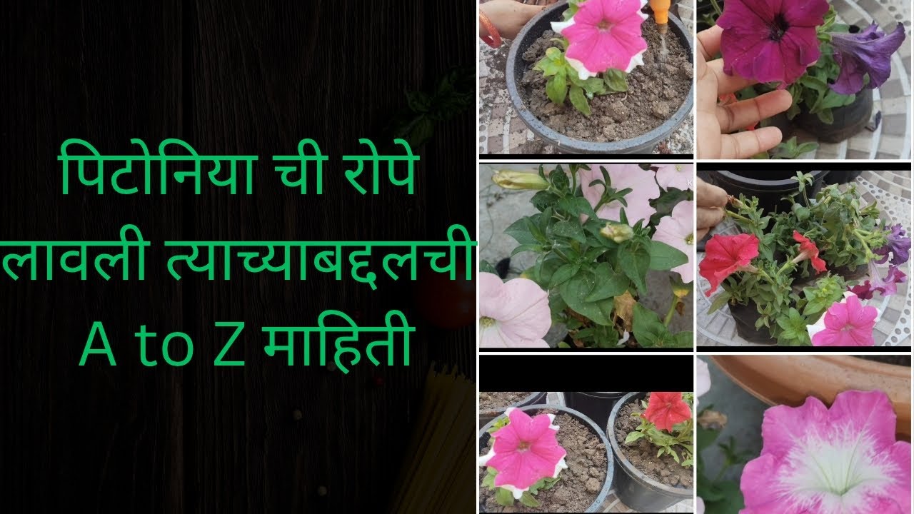 पिटोनिया ची रोपे|पिटूनियाची काळजी|petunia flowers growing tips
