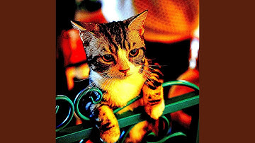 Pulsating Moods for Cats