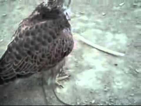 ბარტყი გავაზის სასაცილო მანერები