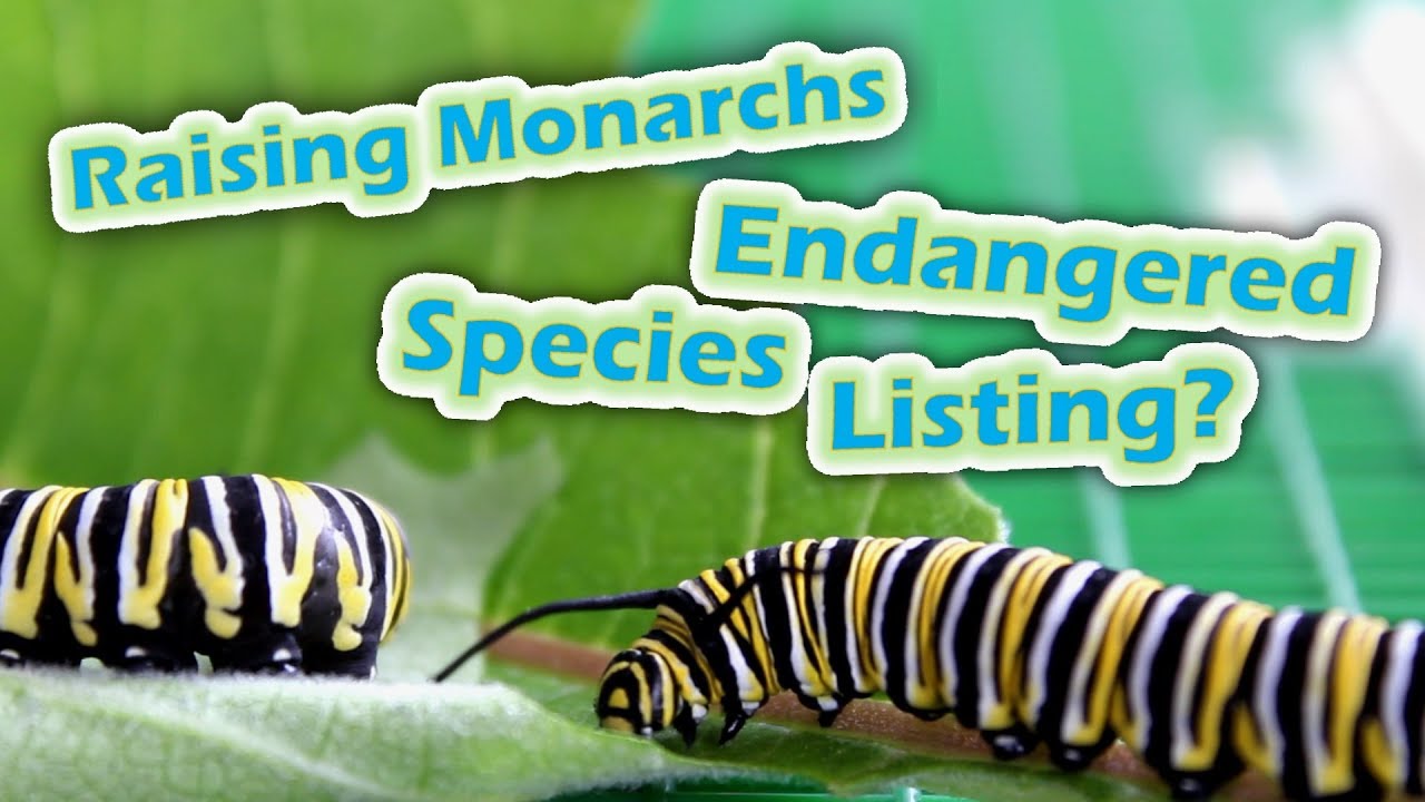 tungsten uses Raising Monarchs - Endangered Species Listing? (Help The Monarch Butterfly)