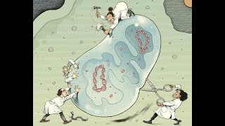 Defective mitochondria cause fatal diseases: now they will be much easier to treat