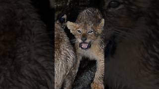 Incredible Lion Cub Sighting in the Serengeti
