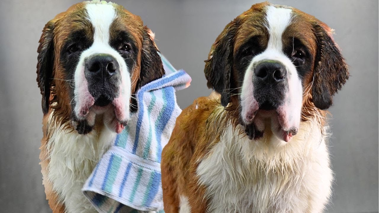 St. Bernard Sent Home From Salon Within 5 Minutes | Owner Helps Me With ...