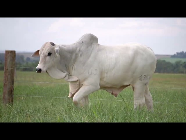 Lote 39   Leilão Virtual Super Nelore   7ª Edição   Touros