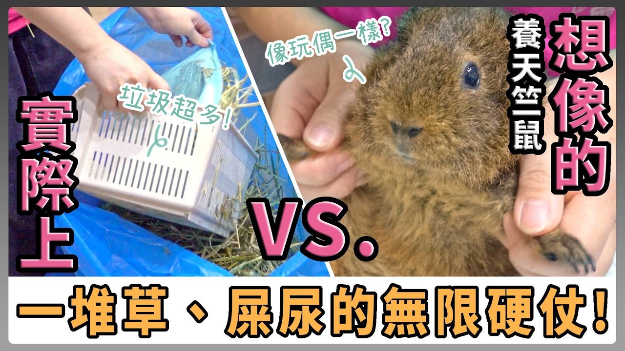 你以為的養天竺鼠 VS 現實中的養天竺鼠  以為是顆軟萌棉花糖，實際照顧卻猶如戰場!?【不踩雷養鼠攻略】